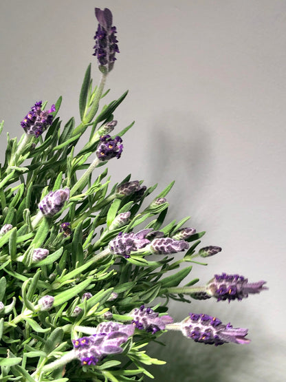 Lavandula Stoechas - French Lavender