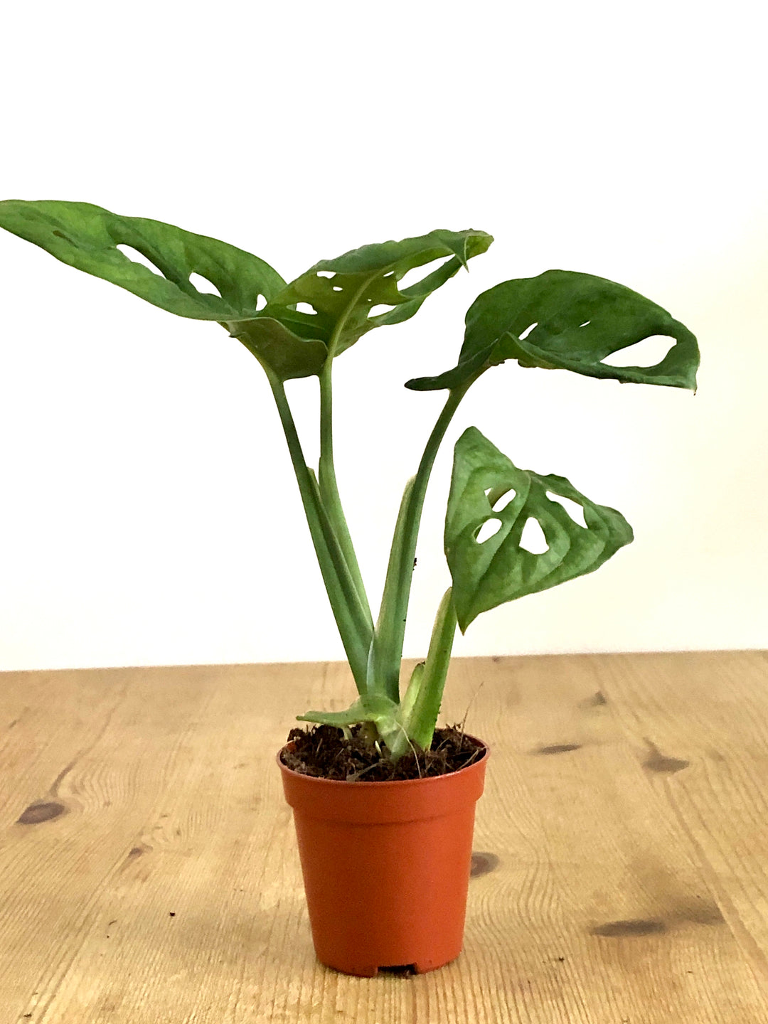 25 40cm monstera adansonii monkey mask 11cm pot house plant Monstera adansonii – Monkey Mask Swiss Cheese Vine