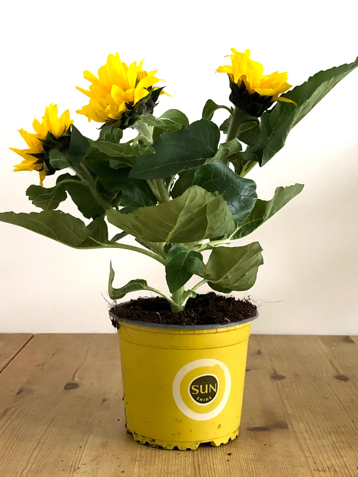 Helianthus A Sunsation - Dwarf Sunflower