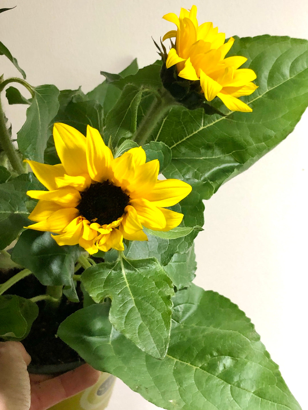 Helianthus A Sunsation - Dwarf Sunflower