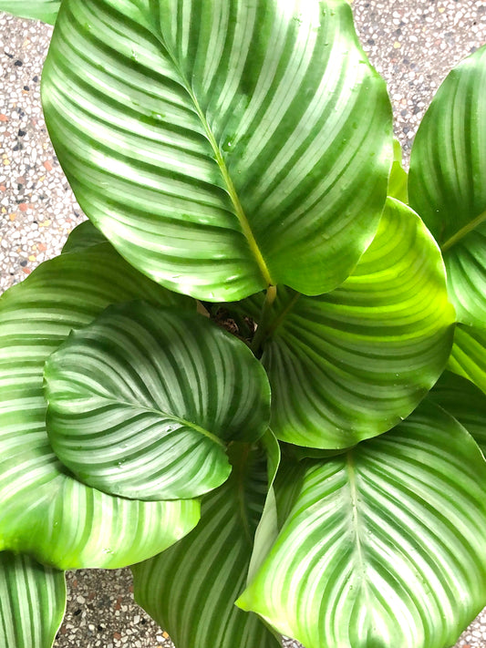 Calathea Orbifolia