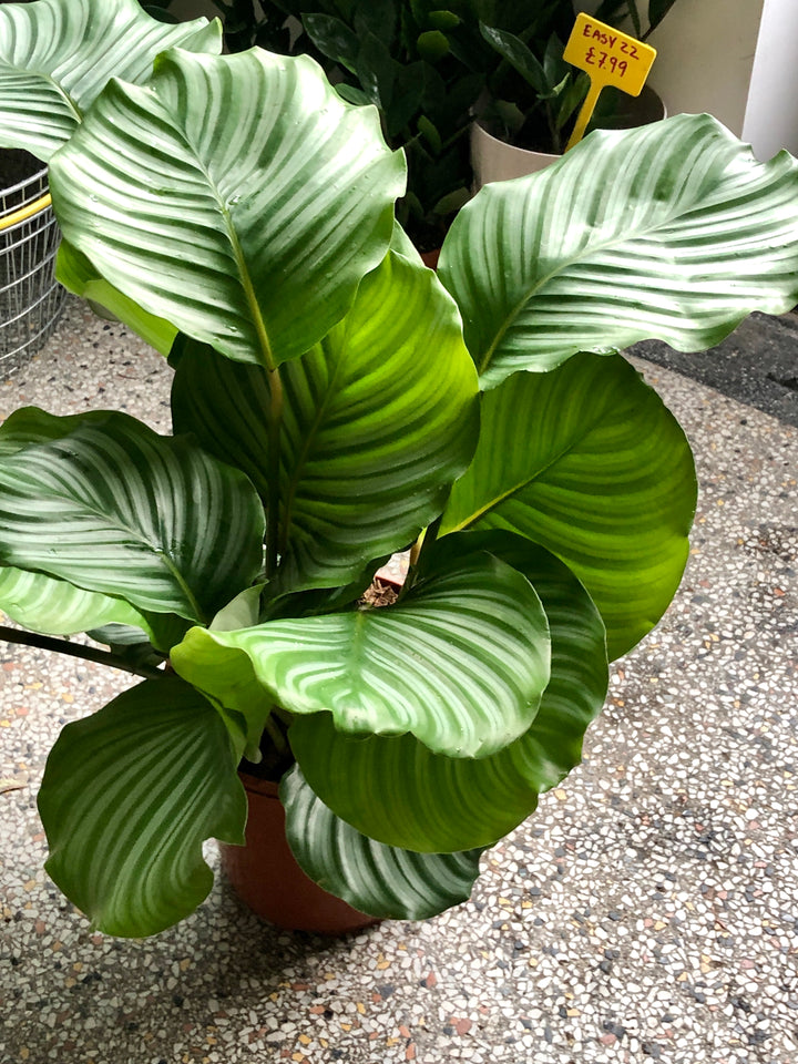 Calathea Orbifolia