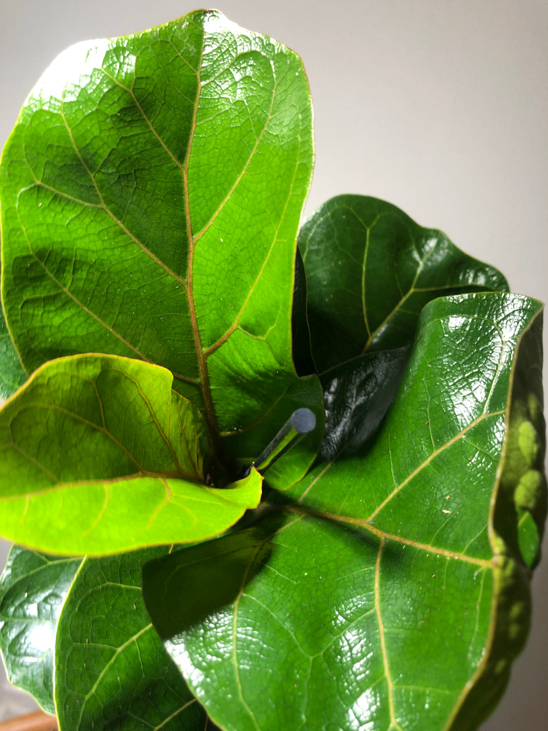 Ficus Lyrata - Fiddle Leaf fig