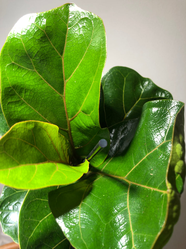Ficus Lyrata - Fiddle Leaf fig