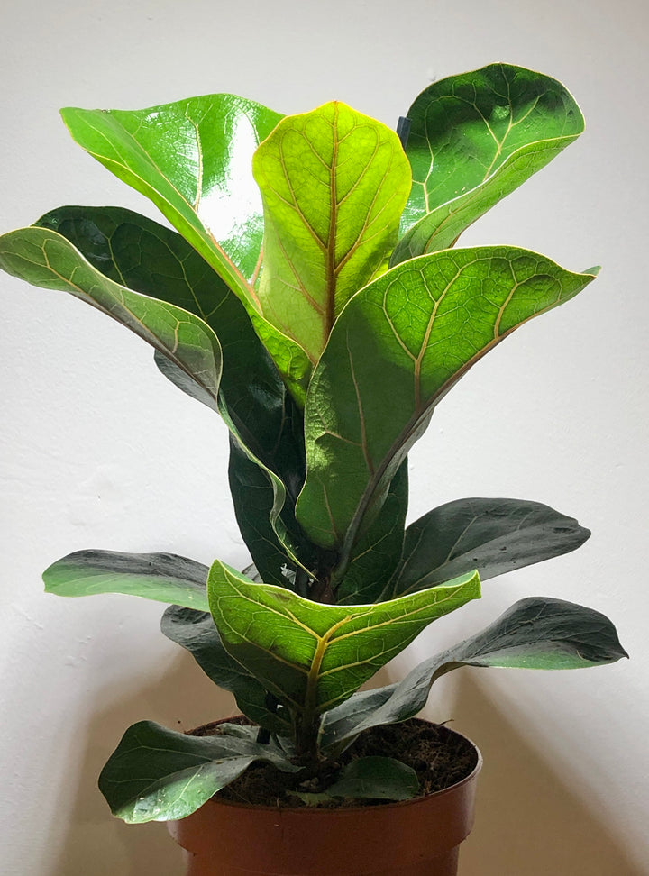 Ficus Lyrata - Fiddle Leaf fig
