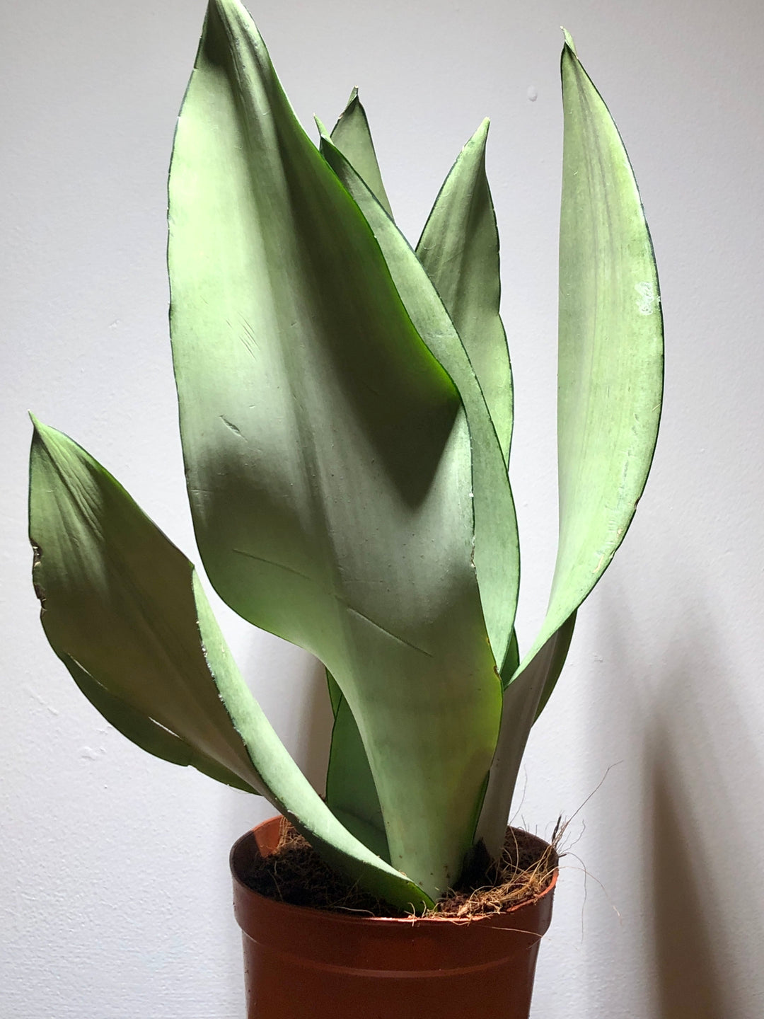 Sansevieria Moonshine - Snake Plant