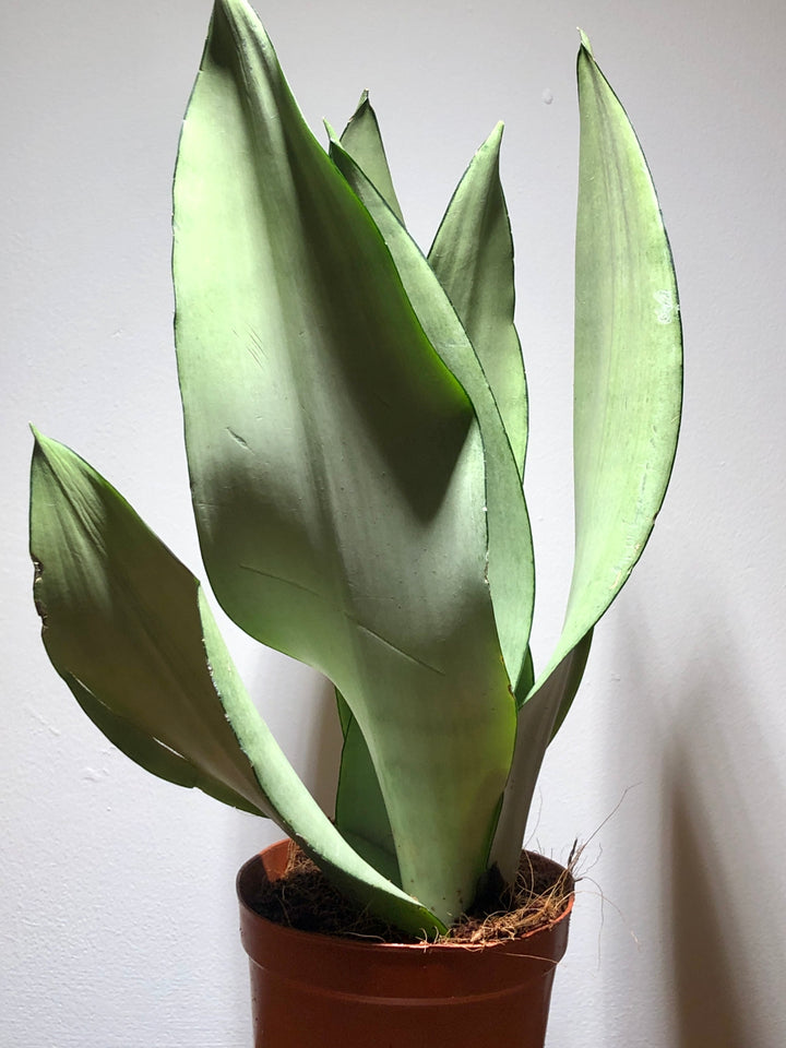 Sansevieria Moonshine - Snake Plant