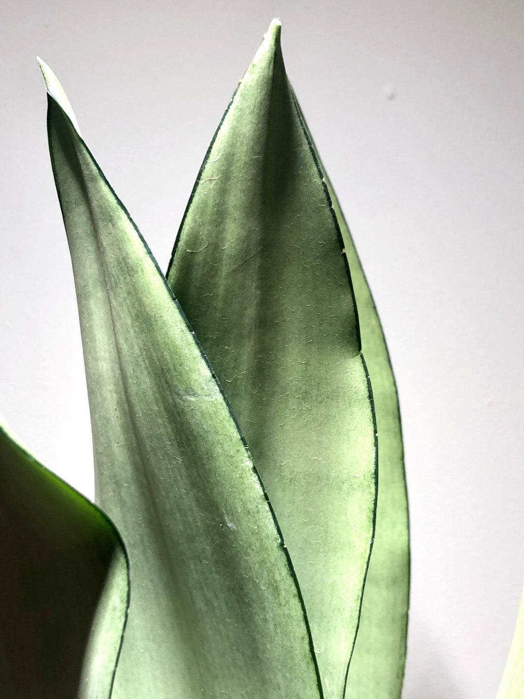 Sansevieria Moonshine - Snake Plant