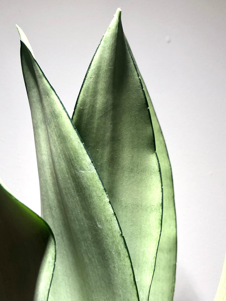 Sansevieria Moonshine - Snake Plant