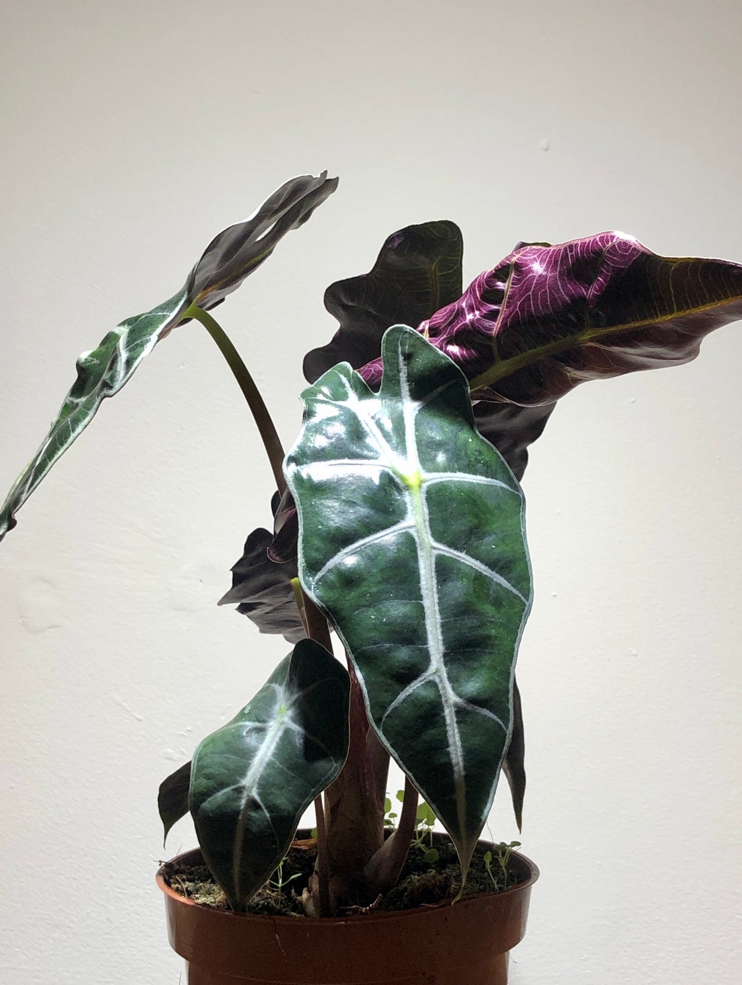 Alocasia Polly