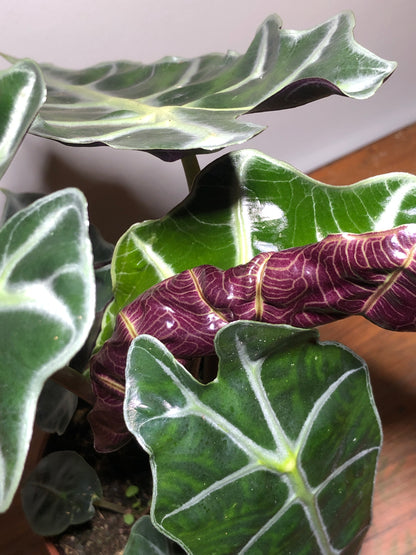 Alocasia Polly