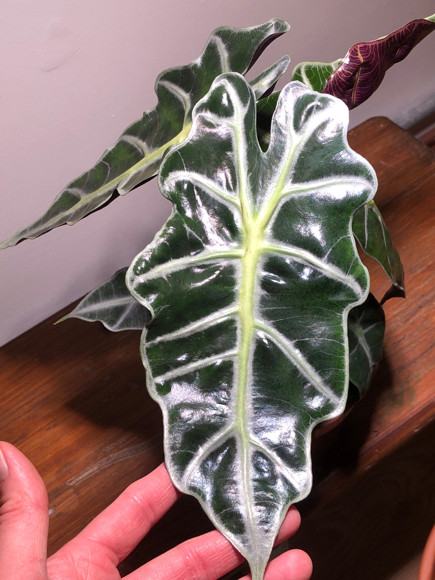 Alocasia Polly