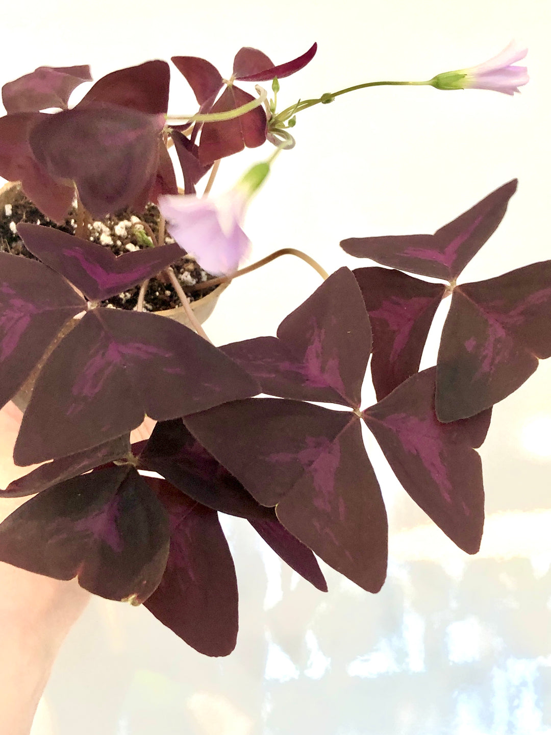 Oxalis Triangularis - False Shamrock