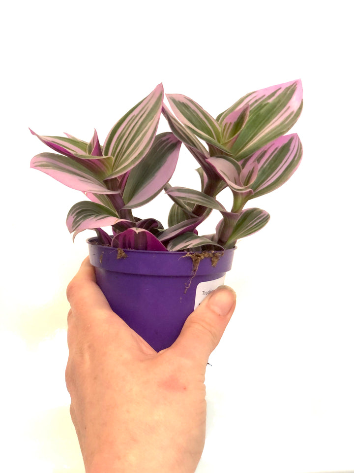 Tradescantia albiflora Nanouk