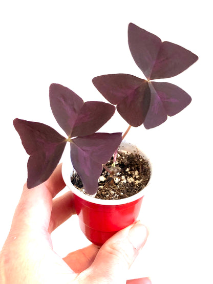 Oxalis Triangularis - False Shamrock