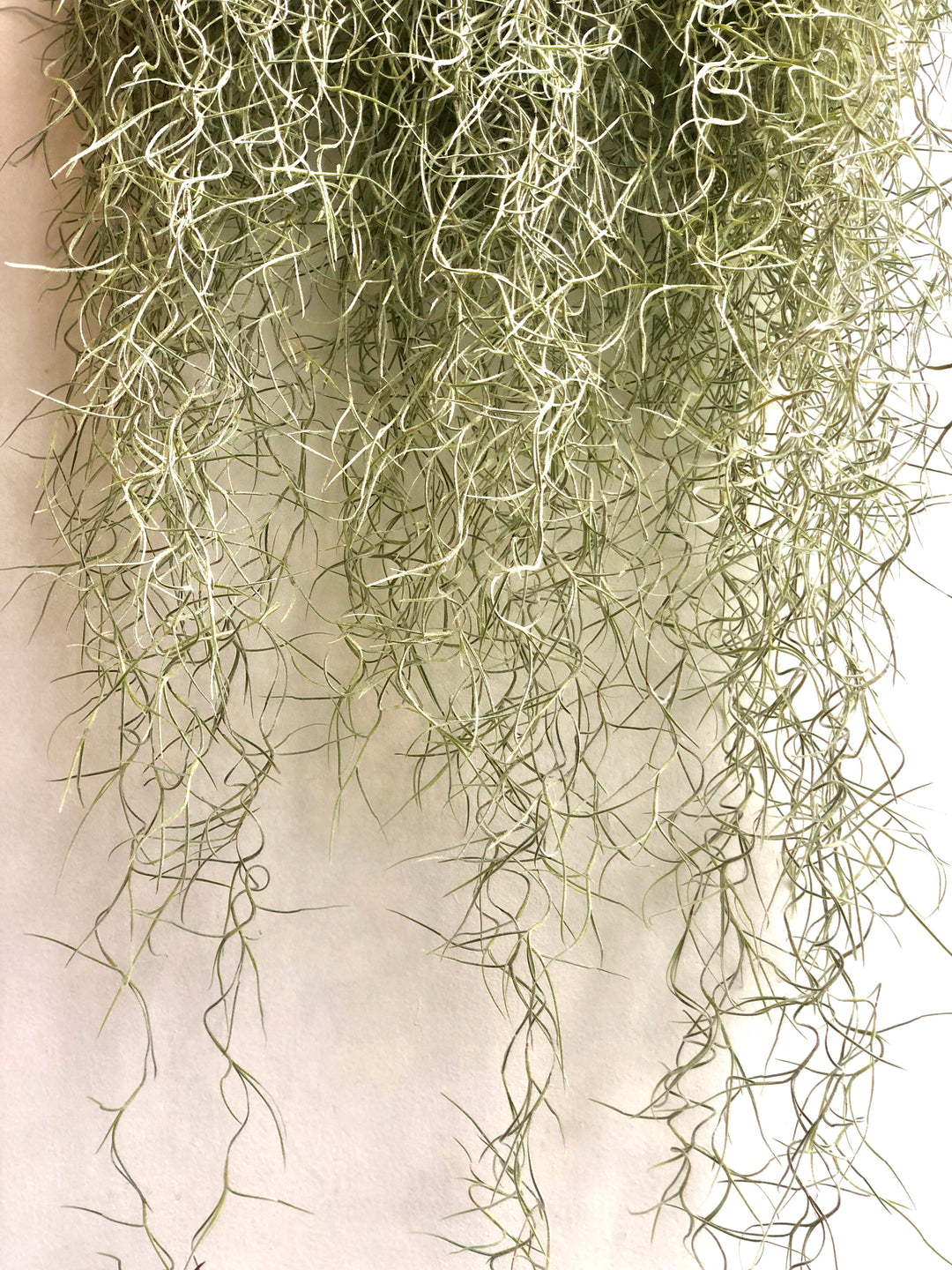 Tillandsia Usneoides - Spanish Moss