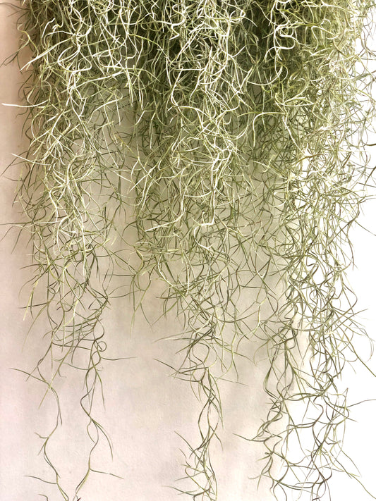 Tillandsia Usneoides - Spanish Moss